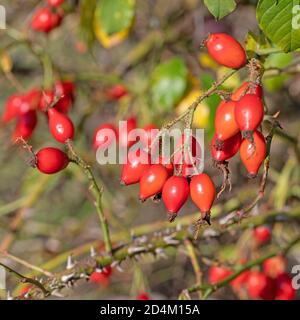 Ripe rosehips, rosa canina, à l'automne Banque D'Images