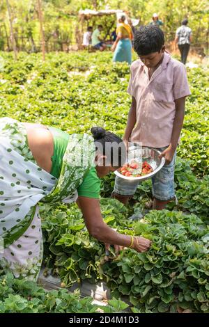 GOA, INDE - 21 mars 2020: Netravalii,Goa/Inde- mars 21 2019: Les fraises sont triées et emballées pour la vente dans une ferme de Goa, Inde Banque D'Images