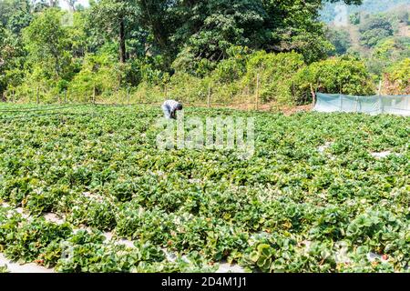 GOA, INDE - 21 mars 2020: Netravalii,Goa/Inde- mars 21 2019: Les fraises sont triées et emballées pour la vente dans une ferme de Goa, Inde Banque D'Images