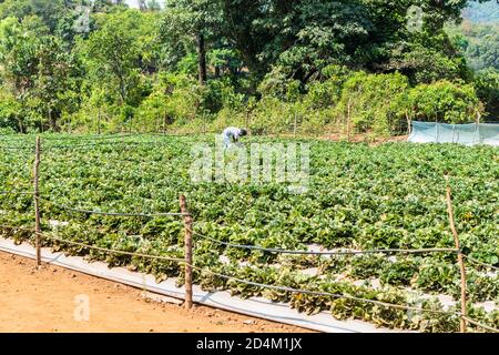 GOA, INDE - 21 mars 2020: Netravalii,Goa/Inde- mars 21 2019: Les fraises sont triées et emballées pour la vente dans une ferme de Goa, Inde Banque D'Images