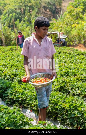 GOA, INDE - 21 mars 2020: Netravalii,Goa/Inde- mars 21 2019: Les fraises sont triées et emballées pour la vente dans une ferme de Goa, Inde Banque D'Images