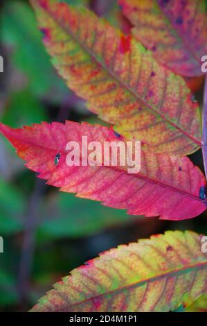 La couleur d'automne arrive en début de saison avec du rouge vif les feuilles de sumac Banque D'Images