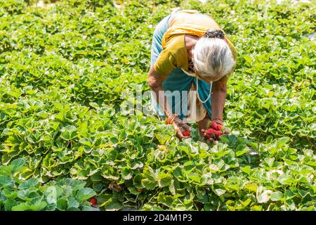 GOA, INDE - 21 mars 2020: Netravalii,Goa/Inde- mars 21 2019: Les fraises sont triées et emballées pour la vente dans une ferme de Goa, Inde Banque D'Images