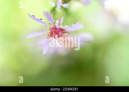 macro de petite fleur de lavande avec pétales Banque D'Images