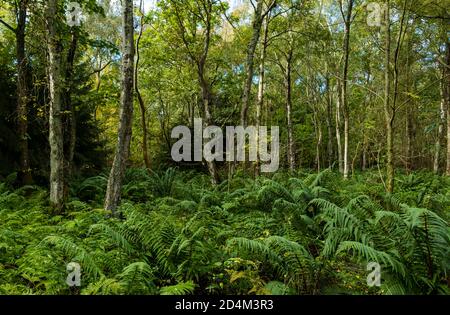 Bouleau argenté et fougères élevées dans les bois sombres, Bois Butterdean, Lothian oriental, Écosse, Royaume-Uni Banque D'Images