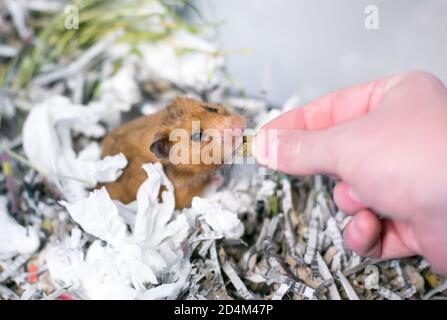 Un animal de compagnie de hamster syrien dans une cage pleine de déchiquetés papier recevant un cadeau d'une personne Banque D'Images