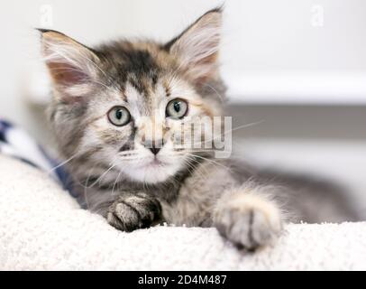 Un jeune chaton doux tabby couché dans un chat lit Banque D'Images