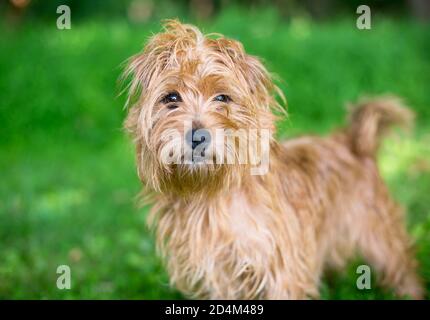 Un chien de race mixte de Terrier brun boueux debout à l'extérieur et regarder la caméra Banque D'Images