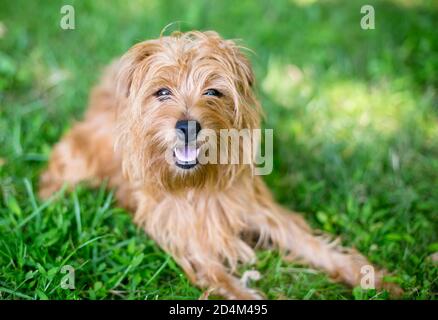 Un chien de race mixte de Terrier brun boueux qui se trouve dans le pelouse à l'extérieur Banque D'Images