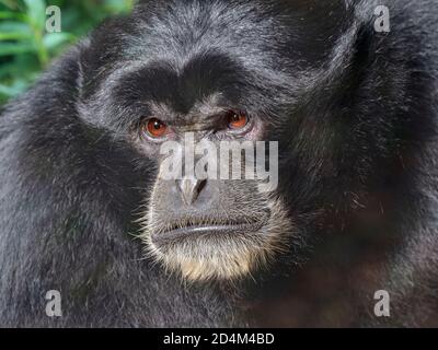 Portrait d'un Siamang Gibbon Symphalangus syndactylus Banque D'Images