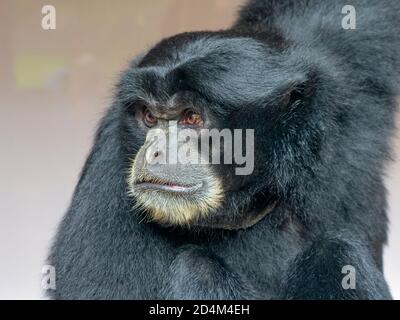 Portrait d'un Siamang Gibbon Symphalangus syndactylus Banque D'Images