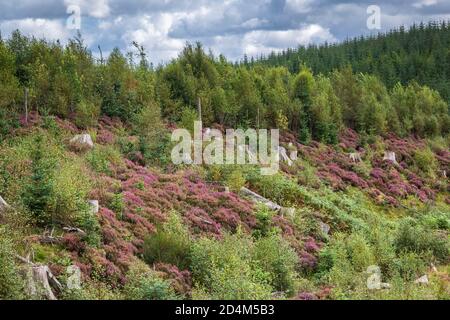 Une image HDR de paysage automnal de Heather, Ling ou Erica, terrain couvert dans la forêt de Kielder, dans le Northumberland, en Angleterre. 09 septembre 2020 Banque D'Images