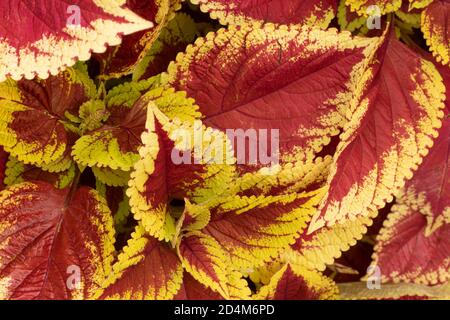 Solenostemon Scutellarioides "trusty rusty" motifs et textures dans la nature Banque D'Images