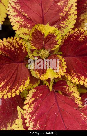 Solenostemon Scutellarioides "trusty rusty" motifs et textures dans la nature Banque D'Images