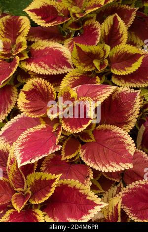 Solenostemon Scutellarioides "trusty rusty" motifs et textures dans la nature Banque D'Images