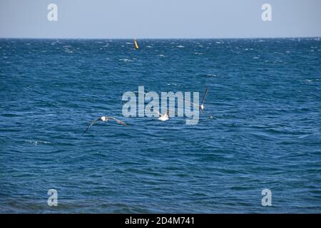 Goélands de mer volant et planant au-dessus de l'eau de mer bleue, vue à angle bas Banque D'Images