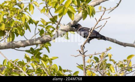 Une corbeau perchée dans une branche sans feuilles, fond bleu ciel par une journée ensoleillée. Banque D'Images