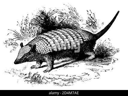 Gravure classique d'un armadillo (isolé sur blanc). Publié dans Systematischer Bilder-Atlas zum conversations-Lexikon, Ikonographische Encyklopaed Banque D'Images