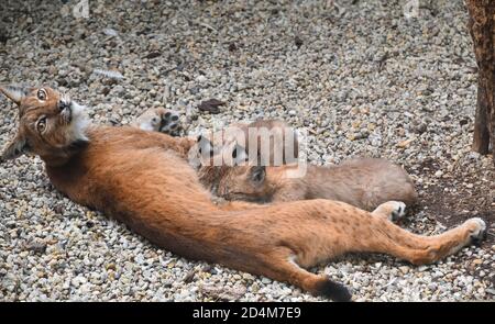 Mère eurasienne lynx allaitant deux jeunes chatons de bébé, regardant la caméra alertée, gros plan, vue en grand angle Banque D'Images