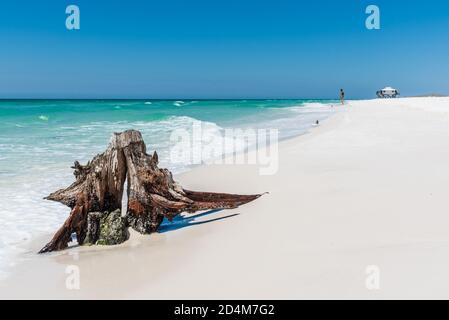 Une vieille souche d'arbre érodé sur la belle rive de sable blanc de Shell Island, Panama City, Floride Banque D'Images