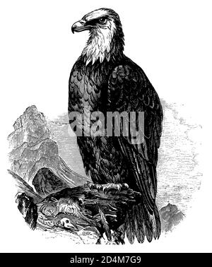 Gravure classique d'un aigle à tête blanche (isolé sur blanc). Publié dans Systematischer Bilder-Atlas zum conversations-Lexikon, Ikonographische Encyklopaed Banque D'Images