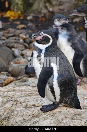 Un penguin debout sur les ailes et l'épandage de roche, appelant au cours de l'accouplement de la danse, Close up, low angle view, Banque D'Images