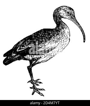 Gravure antique d'un curlew datant du XIXe siècle (isolée sur blanc). Publié dans Systematischer Bilder-Atlas zum conversations-Lexikon, Ikonographische en Banque D'Images