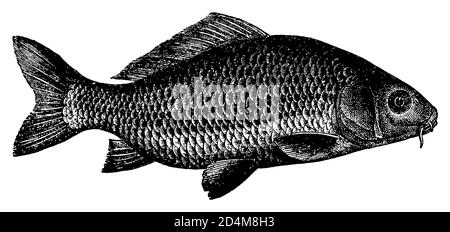 Illustration ancienne du XIXe siècle d'un poisson-carpe (isolé sur blanc). Publié dans Systematischer Bilder-Atlas zum conversations-Lexikon, Ikonographis Banque D'Images