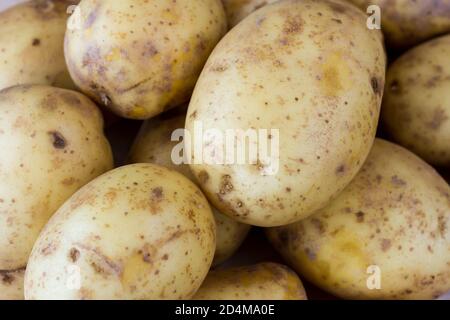 Pommes de terre britanniques Maris Piper en gros plan Banque D'Images