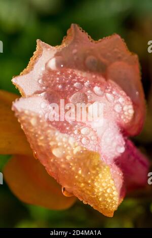 Antirrhinum majus, fleurs de snapdragon rose closeup couvert dans les gouttes de rosée du matin, Angleterre, Royaume-Uni Banque D'Images