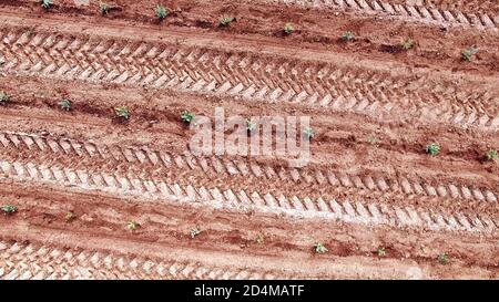 Les roues à effet de tracteur se tracent sur le terrain de boisement agricole, les petits arbres sur la ferme des arbres de Noël vue aérienne supérieure. Terre labourée arrière-plan de sol rouge. Banque D'Images