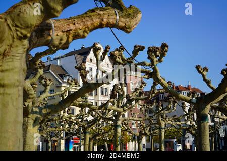 La place historique de Burgplatz dans la vieille ville de Düsseldorf, près du Rhin, avec de vieux platanes en premier plan. Banque D'Images