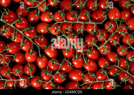 Tas de petites tomates cerises rouges aux vignes vertes, vue sur le plan d'examen Banque D'Images