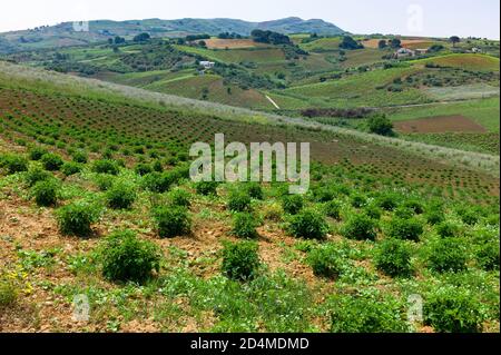 Paysage près de Balestrate en Sicile, Italie Banque D'Images