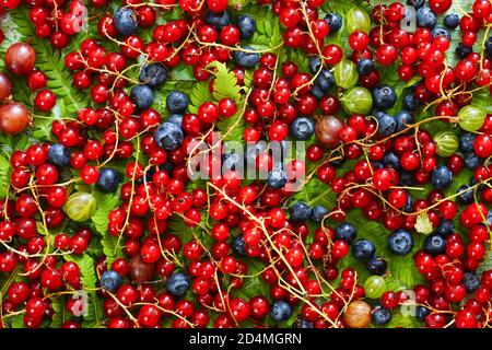 Baies mûres. Groseilles rouges, bleuets et groseilles à maquereau. Vue de dessus. Banque D'Images