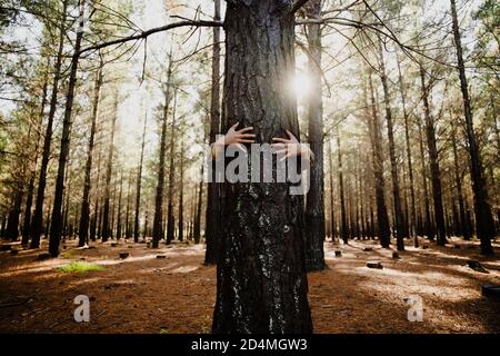 Gros plan des mains caucasiennes embrassant le tronc d'arbre avec la lumière du soleil se lève, favorisant une planète durable Banque D'Images