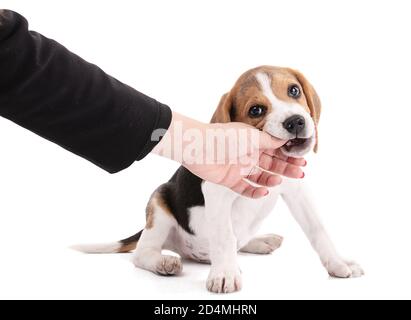 Chien de beagle de chiot mâchant sur une main sur fond blanc Banque D'Images