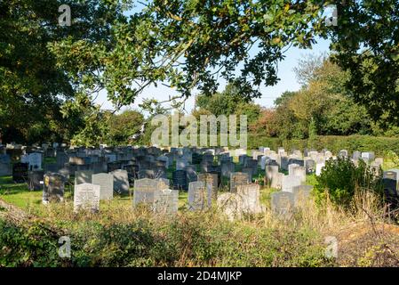 Pierres de tête, pierres tombales dans le cimetière de St Mary l'église de la Vierge à Hawkwell, Rochford, près de Southend, Essex, Royaume-Uni. Quantité de tombes Banque D'Images