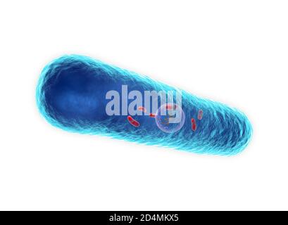 Illustration de la bactérie de la maladie des légionnaires, cause de la maladie des légionnaires. Ces bacilles (bactéries en forme de tige) sont Gram-négatifs. L. pneumoph Banque D'Images