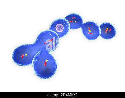 Illustration de Leuconostoc citreum. L. citreum appartient au groupe des bactéries produisant de l'acide lactique. Il est utilisé dans le système de culture de départ pour t Banque D'Images