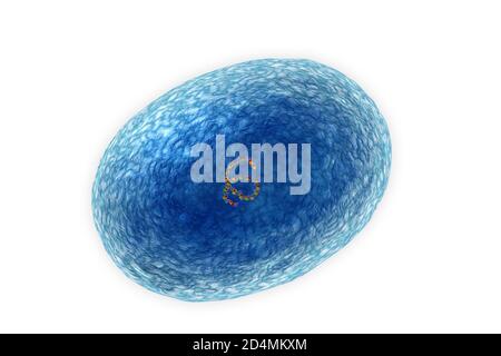Illustration d'une bactérie coccoïde staphylocoque doré (SARM ...
