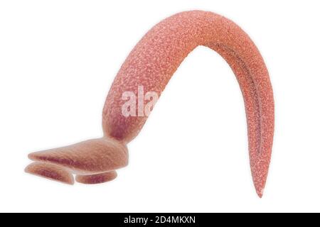 Illustration d'un schistosome fluke (Schistosoma mansoni). En tant qu'adultes, ces vers vivent dans les veines autour du gros intestin humain, en attachant le themse Banque D'Images