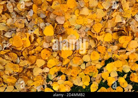 Les feuilles d'Aspen qui sont tombées au sol par les arbres dans les régions rurales du Canada de l'Alberta. Banque D'Images