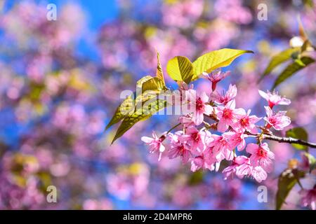 Fleur de cerisier de l'Himalaya sauvage (Prunus cerasoides) ou fleur de tigre géant en Thaïlande. Mise au point sélective. Banque D'Images