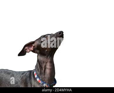 Greyhound italien à la recherche et à droite isolé sur un fond blanc. Banque D'Images