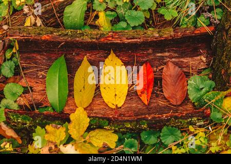 Concept d'automne du cycle de vie des feuilles : différentes étapes de vieillissement - feuilles colorées du vert au jaune, du rouge et du brun. Banque D'Images