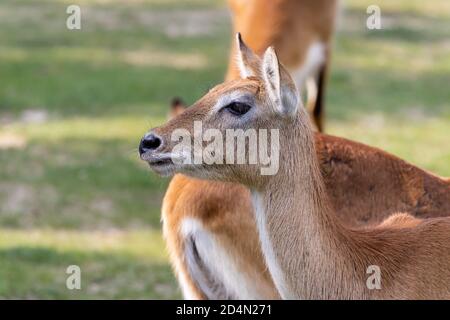 Une Impala (Aepyceros melampus) se trouve sur le terrain Banque D'Images