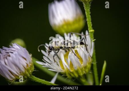 Borateur de bois de raisin (Chlorophorus varius) sur une petite fleur blanche de prairie Banque D'Images