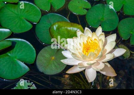 Nymphaea nouchali aussi connu sous le nom de Nymphaea stellata, nénuphars nains en pleine floraison Banque D'Images
