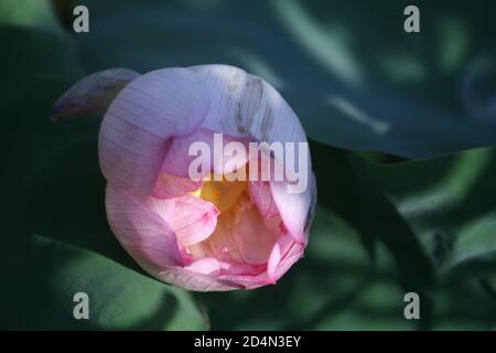 Gros plan d'un lotus sans fleurs Banque D'Images